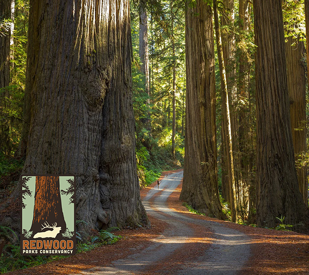 Redwoods Thumbnail